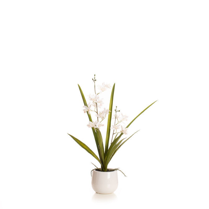 51cm Real Touch 2-stem White Mini Cymbidium Orchid in Pot